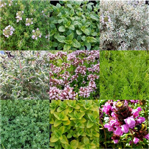 Living Roof Herb Collection